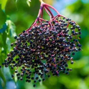 Black Elderberry Live Plant - 2-3 Feet Tall Hardy Berry Shrub Outdoor - Image 6