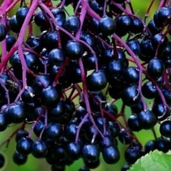 Black Elderberry Live Plant - 5-9 Inch Tall Perennial Fruit Bush, Cold Hardy - Image 7