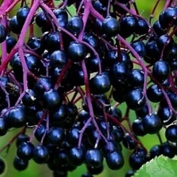 Black Elderberry Live Plant - 5-9 Inch Tall Perennial Fruit Bush, Cold Hardy - Image 1