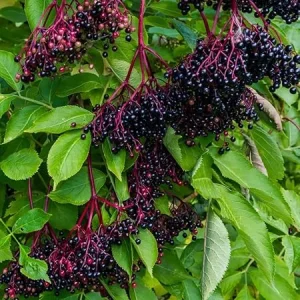 Black Elderberry Live Plant – 5-9 Inches Tall Bush – Ready for Growing – Outdoor - Image 1