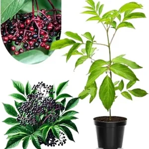 Black Elderberry Plant Live - 2-3 Ft Tall, 2 Year Old, Dormant, Cold Hardy Bush - Image 5