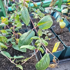 Black Fuchsia Live Plant - 5" Pot, 10-14" Tall, Red & Deep Purple Blooms, Attracts Pollinators - Image 2