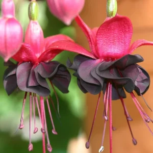 Black Fuchsia Live Plant - 5" Pot, 10-14" Tall, Red & Deep Purple Blooms, Attracts Pollinators - Image 1