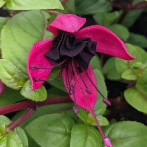 Black Fuchsia Live Plant - 5