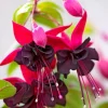 Black Fuchsia Live Plant - 5" Pot, 10-14" Tall, Red & Deep Purple Blooms, Attracts Pollinators - Image 7