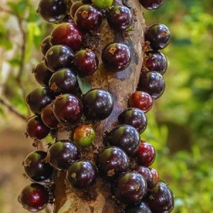 Black Jaboticaba Tree Live Plant - 1 Foot Tall Brazilian Grapetree - Image 1