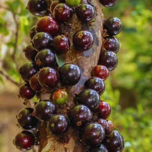 Black Jaboticaba Tree Live Plant - 1 Foot Tall Brazilian Grapetree - Image 4