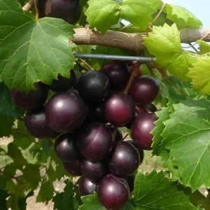Black Jumbo Muscadine Grape Vine Live Plant - 2 Year Old, Sweet Fruit, Full Sun - Image 7