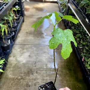 Black Mission Fig Tree Live Plant - Ficus Carica - Fruiting Fig Tree for Outdoors - Image 6