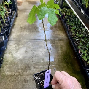 Black Mission Fig Tree Live Plant - Ficus Carica - Fruiting Fig Tree for Outdoors - Image 7