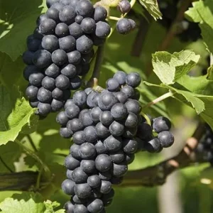 Black Monukka Seedless Grape Vine Live Plant - 2 Year Old, 2 Ft Tall, Outdoor - Image 4