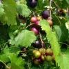 Black Muscadine Grape Vine Plant - 2 Year Old Sweet Grape Vine, Live Plant, Outdoor, USDA Zones 6-10 - Image 1