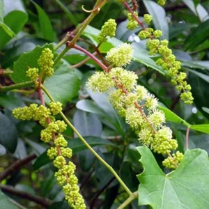 Black Nesbit Muscadine Vine Plant - 2 Year Old Sweet Grapevine - 15 Ft Tall - Outdoor - Image 4