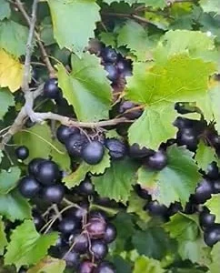 Black Noble Muscadine Vine Plant - 2 Year Old Live Grapevine, Sweet Grapes - Image 2