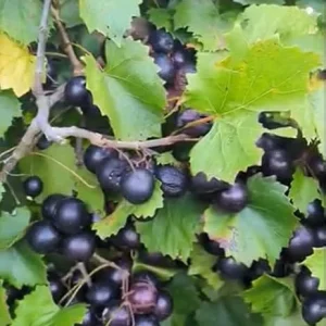 Black Noble Muscadine Vine Plant - 2 Year Old Live Grapevine, Sweet Grapes - Image 3