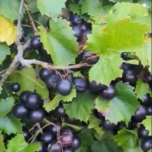 Black Noble Muscadine Vine Plant - 2 Year Old Live Grapevine, Sweet Grapes - Image 4