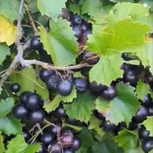 Black Noble Muscadine Vine Plant - 2 Year Old Live Grapevine, Sweet Grapes - Image 5