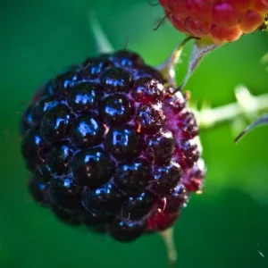 Black Raspberry Live Plant – 6-12 Inch Tall Sweet Raspberry Bush – Zones 3-8 - Image 3