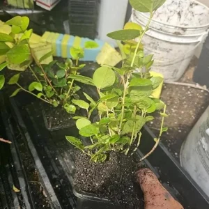 Black Salal Berry Live Plants - Set of 3, 4-8 Inch, 4-Inch Pots, Evergreen Shrubs - Image 2