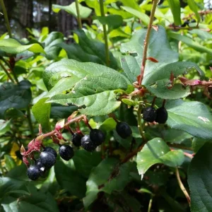 Black Salal Berry Live Plants - Set of 3, 4-8 Inch, 4-Inch Pots, Evergreen Shrubs - Image 1