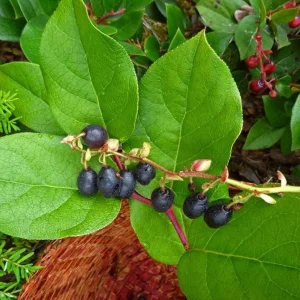 Black Salal Berry Live Plants - Set of 3, 4-8 Inch, 4-Inch Pots, Evergreen Shrubs - Image 4