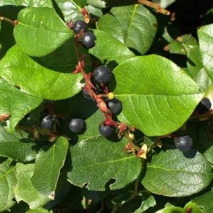 Black Salal Berry Live Plants - Set of 3, 4-8 Inch, 4-Inch Pots, Evergreen Shrubs - Image 5