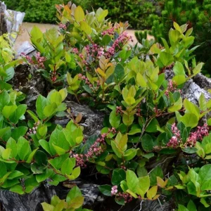 Black Salal Berry Live Plants - Set of 3, 4-8 Inch, 4-Inch Pots, Evergreen Shrubs - Image 6