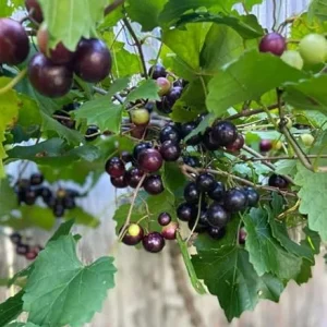 Black Southland Muscadine Vine Plant - 2 Year Old Sweet Grape Vine, 15 Ft Mature Height, Outdoor - Image 2