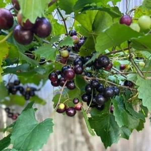 Black Southland Muscadine Vine Plant - 2 Year Old Sweet Grape Vine, 15 Ft Mature Height, Outdoor - Image 3