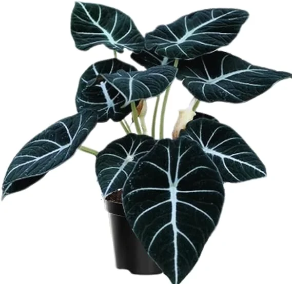 Black Velvet Alocasia Live Plant Houseplant – 4 to 7 Inc Tall – Indoor Foliage - Image 4