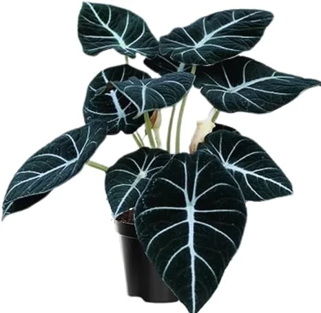 Black Velvet Alocasia Live Plant Houseplant – 4 to 7 Inc Tall – Indoor Foliage - Image 6