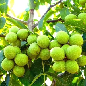 Black Walnut Tree Live Plant, 1 Year Old, 4" Pot, 6-12" Tall, Cold Hardy - Image 2