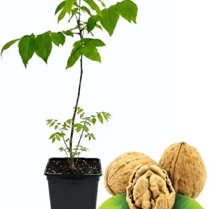 Black Walnut Tree Live Plant in 4" Pot - Hardy 1 Year Old for Outdoor Planting - Image 2