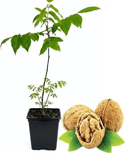 Black Walnut Tree Live Plant in 4" Pot - Hardy 1 Year Old for Outdoor Planting - Image 4
