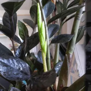 Black ZZ Plant Live Houseplant – Set of 2 – 4-6 Inch Tall – Indoor - Image 4