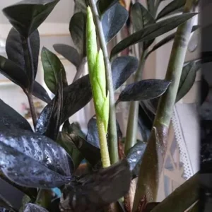 Black ZZ Plant Live Houseplant – Set of 2 – 4-6 Inch Tall – Indoor - Image 7