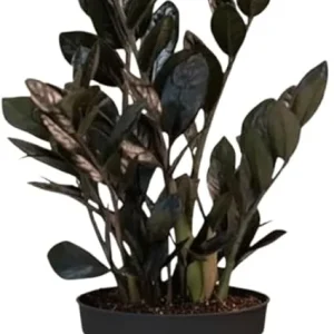 Black ZZ Plant Live Plant - Zamioculcas zamiifolia - 3 Inch Pot - Indoor Tropical - Image 2