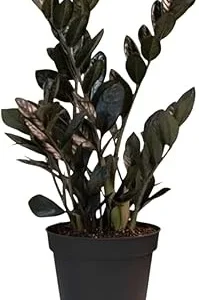Black ZZ Plant Live Plant - Zamioculcas zamiifolia - 3 Inch Pot - Indoor Tropical - Image 4