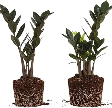 Black ZZ Plant Live Plants - Set of 2, 4-6 Inches Tall, Indoor Houseplant - Image 3