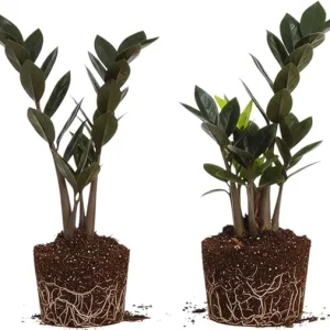Black ZZ Plant Live Plants - Set of 2, 4-6 Inches Tall, Indoor Houseplant - Image 5