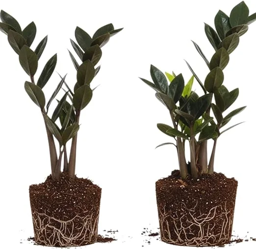 Black ZZ Plant Live Plants - Set of 2, 4-6 Inches Tall, Indoor Houseplant - Image 5