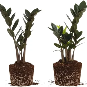 Black ZZ Plant Live Plants - Set of 2, 4-6 Inches Tall, Indoor Houseplant - Image 7