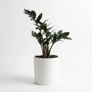 Black ZZ Plant Live – Rare Tropical Indoor Houseplant – 3 Inch Pot - Image 3