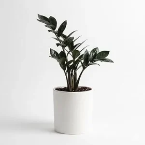 Black ZZ Plant Live – Rare Tropical Indoor Houseplant – 3 Inch Pot - Image 7