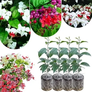 Bleeding Heart Live Plants - 4-6 Inch Tall, Red & White Blooms, Perennial Shade - Image 2