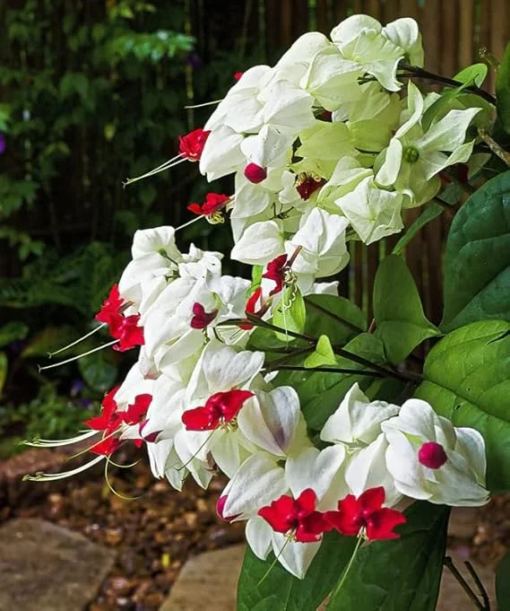 Bleeding Heart Vine Live Plant 5-8 Inch Tall - Glory Plant Perennial - Image 1