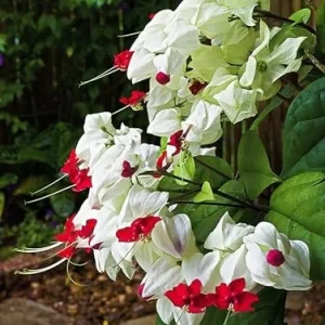 Bleeding Heart Vine Live Plant 5-8 Inch Tall - Glory Plant Perennial - Image 5