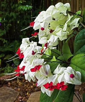 Bleeding Heart Vine Live Plant 5-8 Inch Tall - Glory Plant Perennial - Image 7