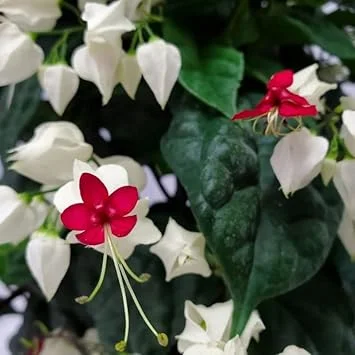 Bleeding Heart Vine Live Plant - Red & White Clerodendrum - Perennial - Image 4