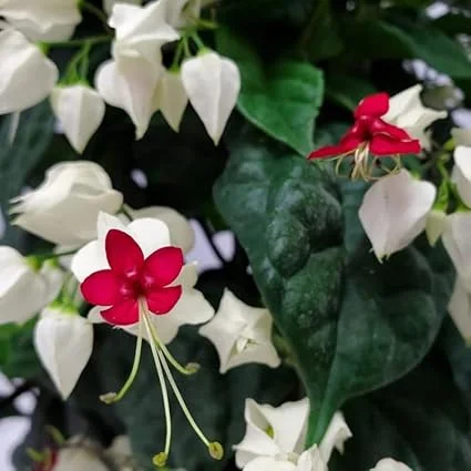 Bleeding Heart Vine Live Plant - Red & White Clerodendrum - Perennial - Image 6